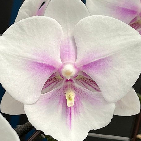 174618094834-Phal.%20Springtime%20%E6%98%A5%E5%AD%A3%20%E8%8A%B1.jpg
