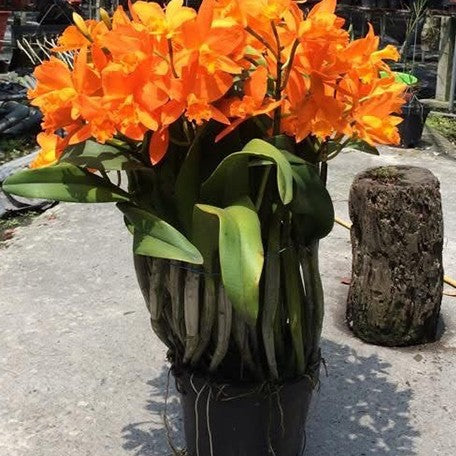 174642978685-Rth.%20Love%20Passion%20'Orange%20Bird'%20AM%20CCMAOS%20%E6%A1%94%E9%B3%A5%20%E8%8A%B11.jpg