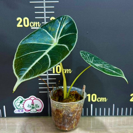 174669809751-Alocasia%20Mark%20Campbell%20%E6%A4%8D%E6%A0%AA.jpg