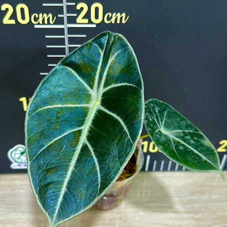 174669809794-Alocasia%20Mark%20Campbell%20%E6%A4%8D%E6%A0%AA1.jpg