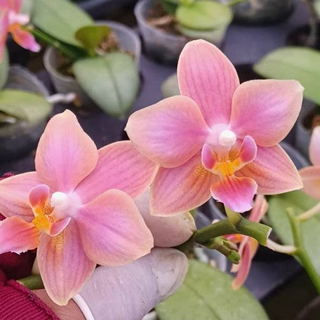 174678427096-Phal.%20Ron-E%20Glamor%20'317'%20%E8%8A%B1.jpg