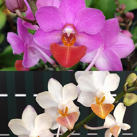174703457410-Phal.%20Liu's%20Triprince%20'Splash'%20%E8%8A%B14.jpg
