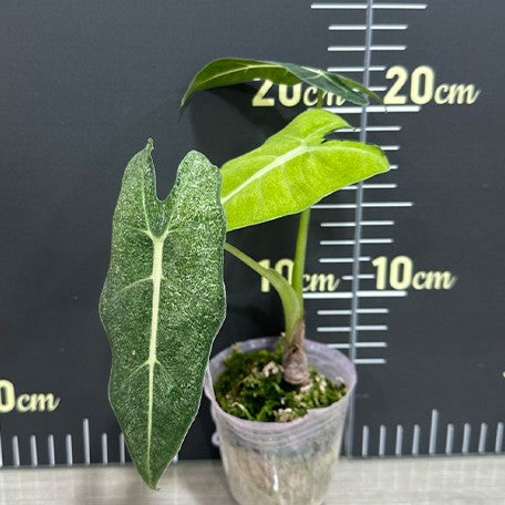 174704552364-Alocasia%20micholitziana%20Variegated%20'Mint'%20%E6%A4%8D%E6%A0%AA2.5''1.jpg