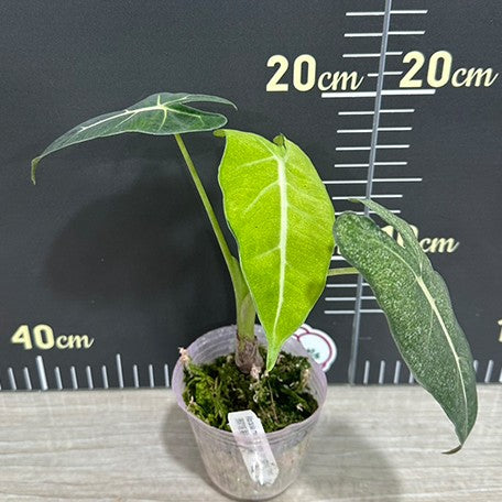 174704552397-Alocasia%20micholitziana%20Variegated%20'Mint'%20%E6%A4%8D%E6%A0%AA2.5''2.jpg