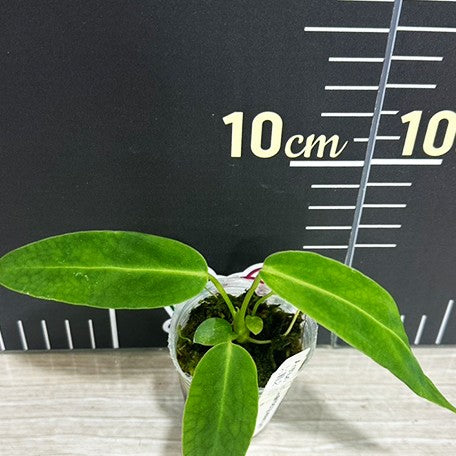 174719876568-Anthurium%20warocqueanum%20%E6%A4%8D%E6%A0%AA1.7''2.jpg