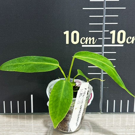 174719876577-Anthurium%20warocqueanum%20%E6%A4%8D%E6%A0%AA1.7''1.jpg
