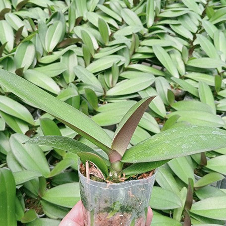 174720179927-Phal.%20Charming%20Pink%20Fantasy%20%E6%A4%8D%E6%A0%AA2.5''1.jpg