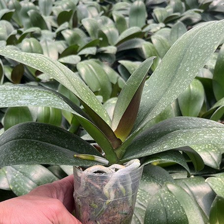 174737622869-Phal.%20Miki%20Night%20Beauty%20'182'%20%E6%A4%8D%E6%A0%AA3''1.jpg