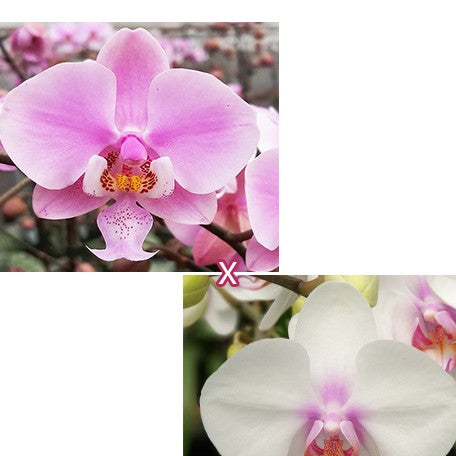 174744290917-Phal.%20schilleriana%20'Pink%20Butterfly'%20%C3%97%20Miki%20Smile%20'1332'%20%E6%AC%A3%E8%95%BE%E8%8E%89%20'%E7%B2%89%E8%9D%B6'%20%C3%97%20%E7%BE%8E%E7%90%AA%E5%BE%AE%E7%AC%91%20'1332'%20%E8%8A%B1.jpg