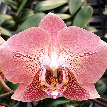 174778625054-Phal.%20Leco%20Fantastic%20'3328'%20%E8%8A%B14.jpg