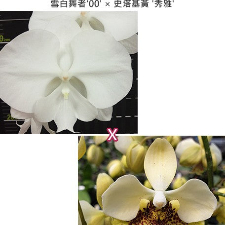 174787565175-Phal.%20Miki%20White%20Swan%20'00'%20%C3%97%20stuartiana%20var.%20nobilis%20'Xiuya'%20%E9%9B%AA%E7%99%BD%E8%88%9E%E8%80%85'00'%20%C3%97%20%E5%8F%B2%E5%A1%94%E5%9F%BA%E9%BB%83%20'%E7%A7%80%E9%9B%85'%20%E8%8A%B11.jpg