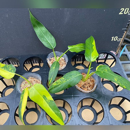 174824659874-Philodendron%20domesticum%20variegata%20%E6%A4%8D%E6%A0%AA2.5''2.jpg