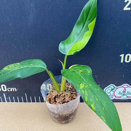 174824659881-Philodendron%20domesticum%20variegata%20%E6%A4%8D%E6%A0%AA2.5''1.jpg