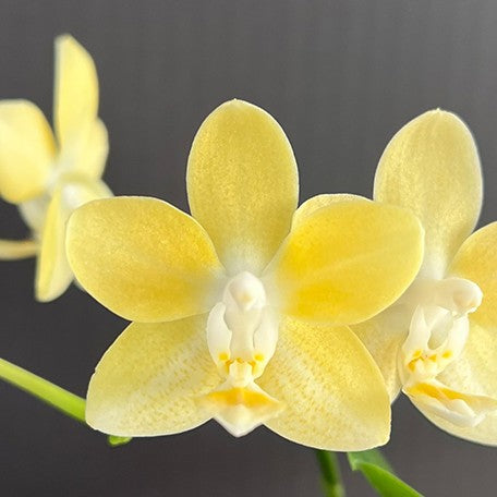 174840840599-Phal.%20Mango%20Panna%20Cotta%20%E8%8A%92%E6%9E%9C%E5%A5%B6%E9%85%AA%20%E8%8A%B11.jpg