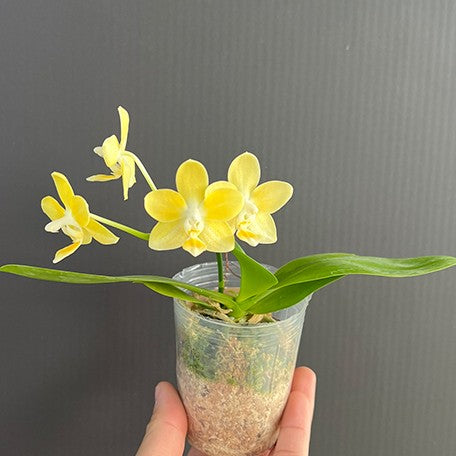 174840840659-Phal.%20Mango%20Panna%20Cotta%20%E8%8A%92%E6%9E%9C%E5%A5%B6%E9%85%AA%20%E8%8A%B12.jpg