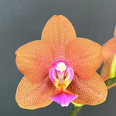 174882938034-Phal.%20Orange%20Pound%20Cake%20%E9%A6%99%E6%A9%99%E8%9B%8B%E7%B3%95%20%E8%8A%B11.jpg