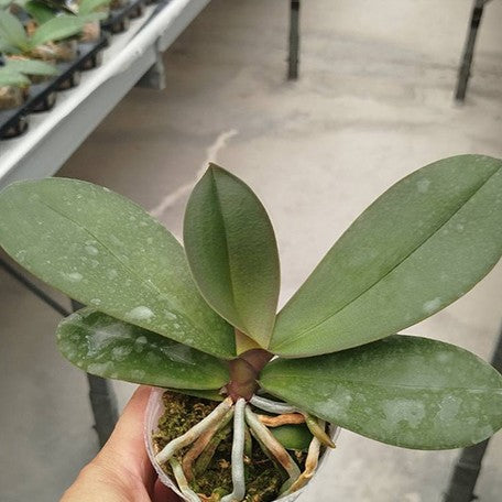 174900520066-Phal.%20King%20Car%20Dalmatian%202.5''%E6%A4%8D%E6%A0%AA2.jpg