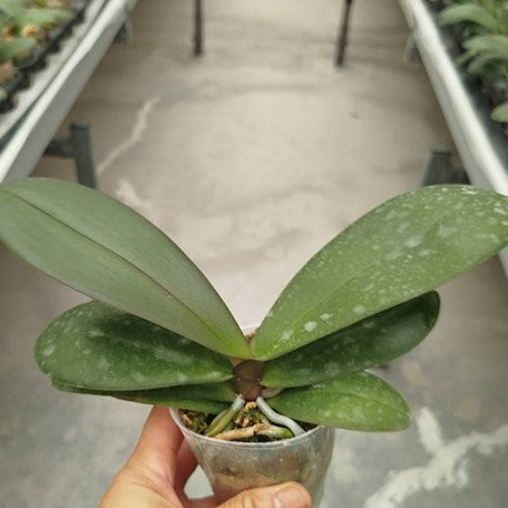 174900520083-Phal.%20King%20Car%20Dalmatian%202.5''%E6%A4%8D%E6%A0%AA1.jpg