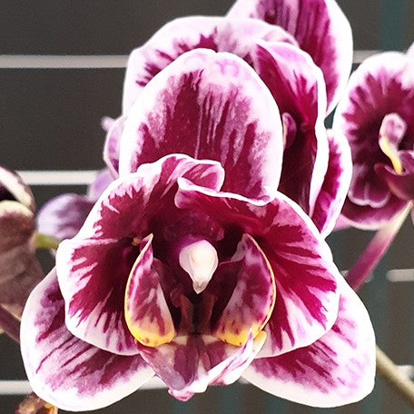 174908335219-Phal.%20Miki%20Black%20Angel%20'364'%20(peloric%20-%202%20eyes)%20%E8%8A%B13.jpg
