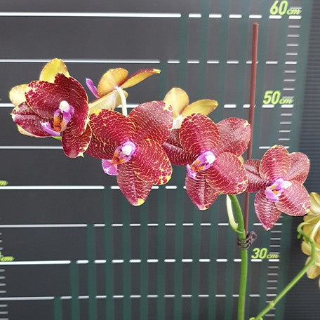 174911876651-Phal.%20LD%20Sun%20Dragon%20%E8%8A%B12.jpg