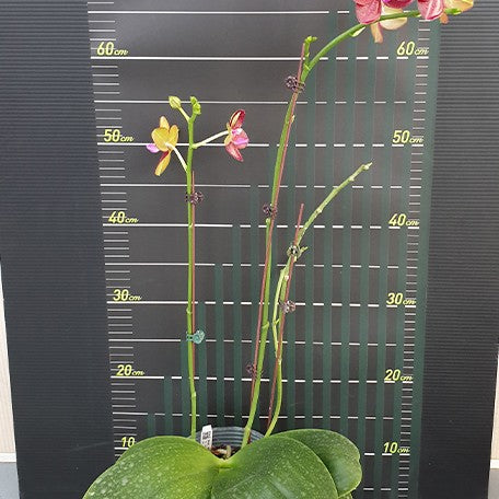 174911876661-Phal.%20LD%20Sun%20Dragon%20%E8%8A%B13.jpg