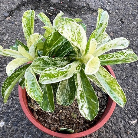 174916974345-Adenium%20obesum%20(Forssk.)%20Roem.%20&%20Schult.%20%E7%99%BD%E9%87%91%E6%BC%A2%E6%B2%99%E6%BC%A0%E7%8E%AB%E7%91%B0%20%E8%8A%B12.jpg