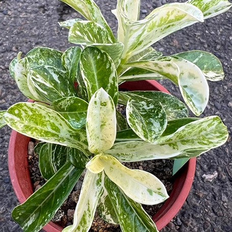174916974382-Adenium%20obesum%20(Forssk.)%20Roem.%20&%20Schult.%20%E7%99%BD%E9%87%91%E6%BC%A2%E6%B2%99%E6%BC%A0%E7%8E%AB%E7%91%B0%20%E8%8A%B11.jpg