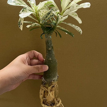 174917001624-Adenium%20obesum%20(Forssk.)%20Roem.%20&%20Schult.%20%E7%99%BD%E9%87%91%E6%BC%A2%E6%B2%99%E6%BC%A0%E7%8E%AB%E7%91%B0%20%E6%A4%8D%E6%A0%AA1.jpg