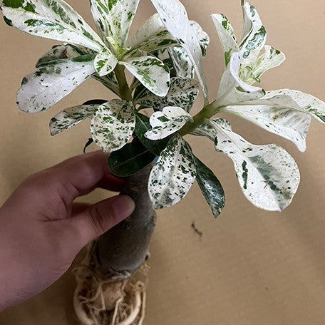 174917001652-Adenium%20obesum%20(Forssk.)%20Roem.%20&%20Schult.%20%E7%99%BD%E9%87%91%E6%BC%A2%E6%B2%99%E6%BC%A0%E7%8E%AB%E7%91%B0%20%E6%A4%8D%E6%A0%AA3.jpg