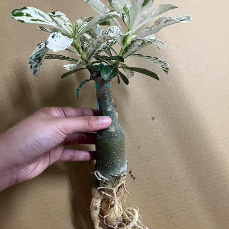 174917001687-Adenium%20obesum%20(Forssk.)%20Roem.%20&%20Schult.%20%E7%99%BD%E9%87%91%E6%BC%A2%E6%B2%99%E6%BC%A0%E7%8E%AB%E7%91%B0%20%E6%A4%8D%E6%A0%AA2.jpg