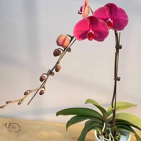 174919371471-Phal.%20Rose%20Rouge%20%E5%AB%A3%E7%B4%85%E7%8E%AB%E7%91%B0%20%E8%8A%B11.jpg