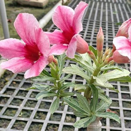 174921072765-Adenium%20obesum%20'Spot%20Prince'%20%E8%8A%B11.jpg