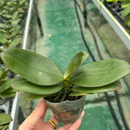 174944750920-Phal.%20Orange%20Pound%20Cake%20%E9%A6%99%E6%A9%99%E8%9B%8B%E7%B3%95%202.5''%20%E6%A4%8D%E6%A0%AA1.jpg