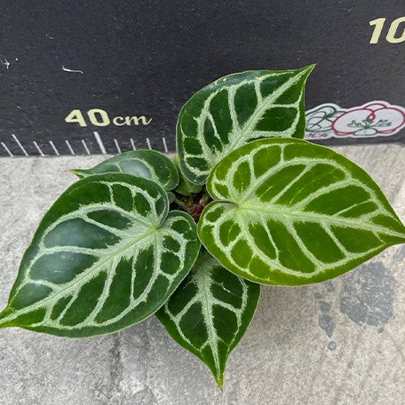 174960951812-Anthurium%20'Dorayaki'%20%C3%97%20'Silver%20Blush'%20%E6%A4%8D%E6%A0%AA%202.5''.jpg