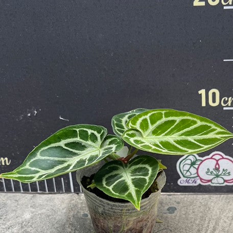 174960951898-Anthurium%20'Dorayaki'%20%C3%97%20'Silver%20Blush'%20%E6%A4%8D%E6%A0%AA%202.5''1.jpg