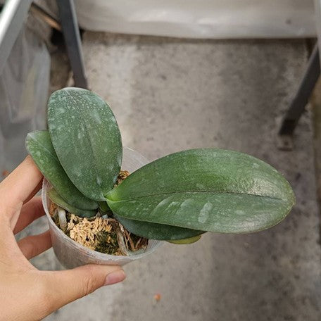174970887033-Phal.%20Golden%20Peoker%20'792'%20%E6%A4%8D%E6%A0%AA2.5''1.jpg