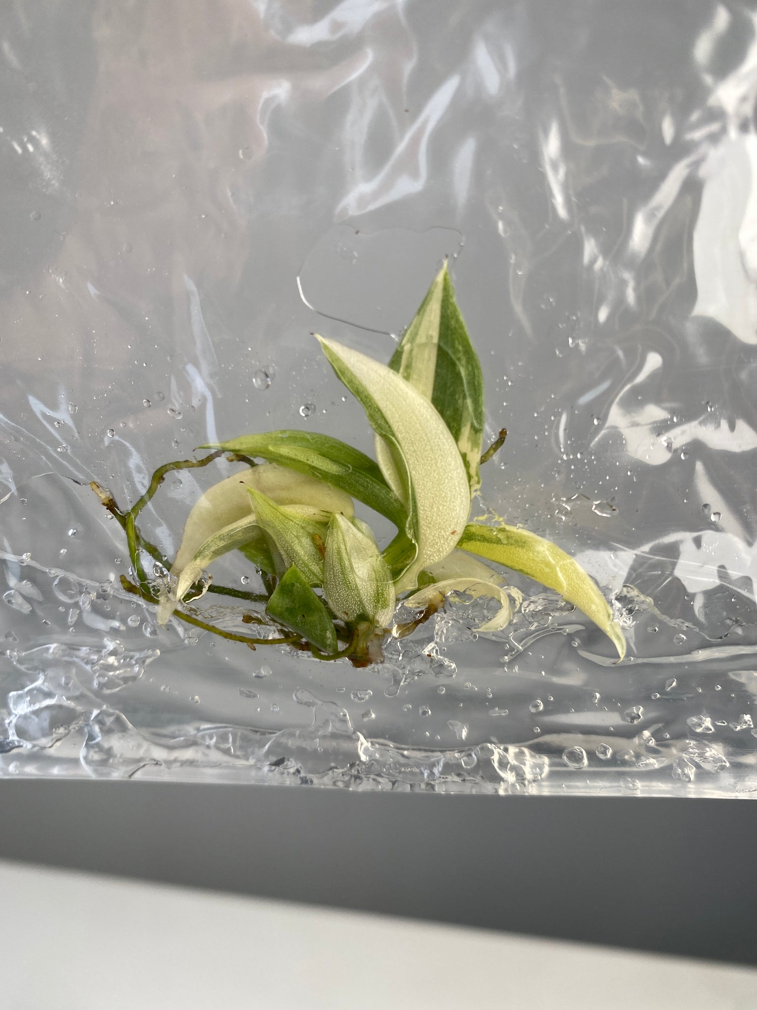philodendron hastatum variegata Philodendron hastatum variegated TC Plantlet Grower's Choice *In Stock – OrchidBox