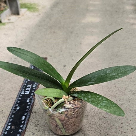 175039639291-Phal.%20Hatuyuki%20'Nagoriyuki'%20%E6%A4%8D%E6%A0%AA2.5''1.jpg