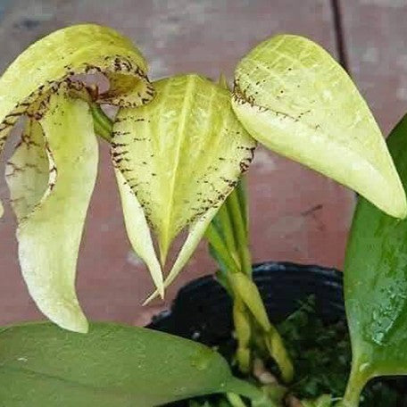 175040280148-Bulb.%20burfordiense%20%C3%97%20sib%20%E8%8A%B11.jpg