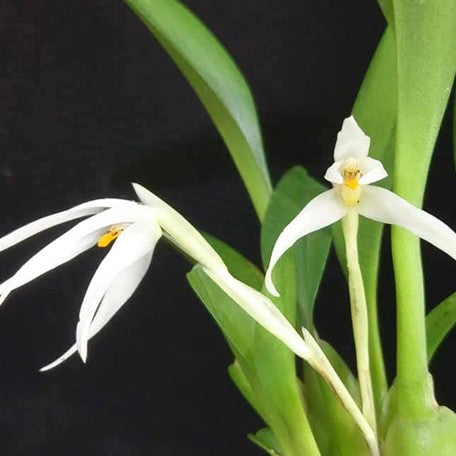175040541329-Maxillaria%20ochroleuca%20%C3%97%20sib%20%E8%8A%B1.jpg