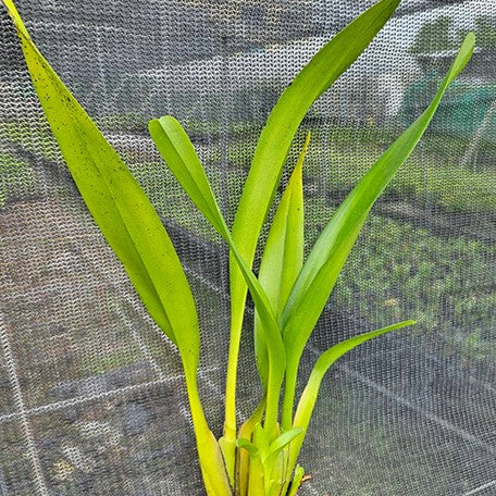 175040548634-Maxillaria%20ochroleuca%20%C3%97%20sib%202.5''%E6%A4%8D%E6%A0%AA1.jpg