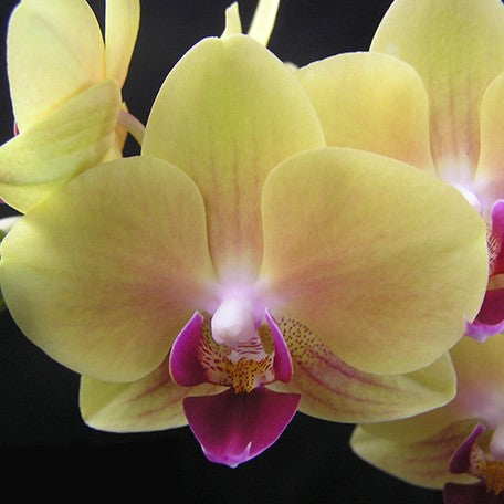 175072685317-Phal.%20Fangmei%20Sweet%20'1451'%20%E8%8A%B13.jpg