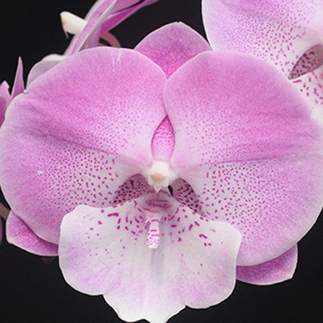 175075125455-Phal.%20Charming%20Juliet%20'1345'%20%E8%8A%B1.jpg