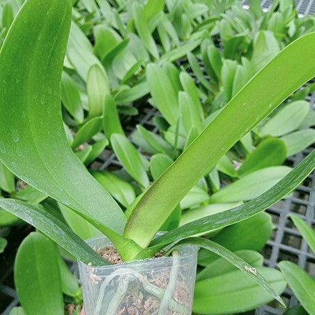 175075128024-Phal.%20Charming%20Juliet%20'1345'%202.5''%201.jpg