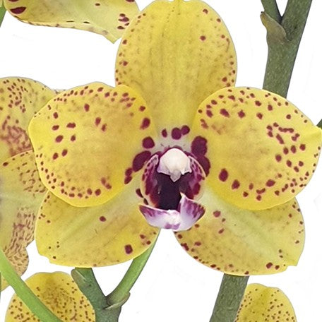 175133225366-Phal.%20Fangmei%20Green%20World%20%E8%8A%B11.jpg