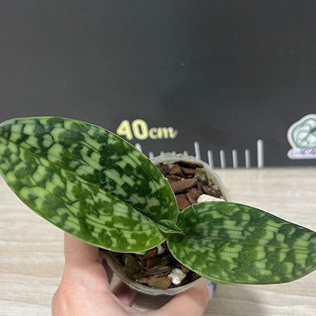 175134204425-Paph.%20callosum%20%C3%97%20sib%20%E6%A4%8D%E6%A0%AA2.5''2.jpg