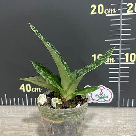 175134204461-Paph.%20callosum%20%C3%97%20sib%20%E6%A4%8D%E6%A0%AA2.5''1.jpg