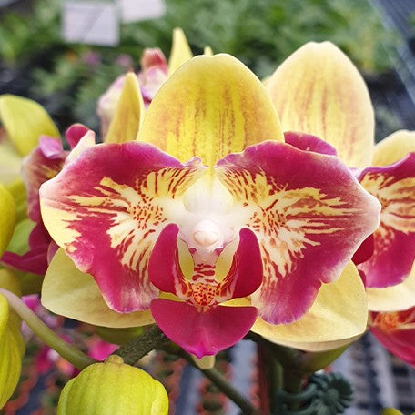 175246463087-Phal.%20Fangmei%20Sweet%20'439'%20(2%20eyes)%20%E8%8A%B11.jpg