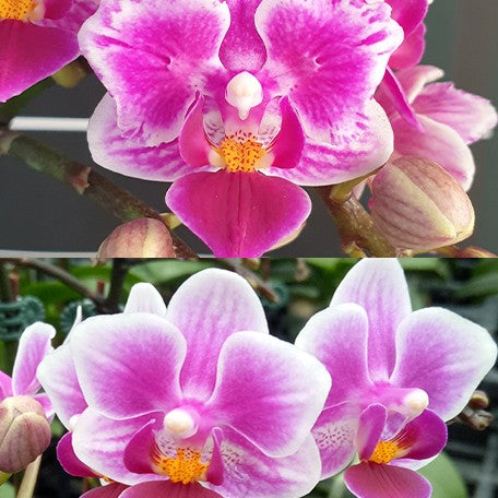 175248779649-Phal.%20Lioulin%20Grape%20(peloric%20-%203%20lips)%20%E8%8A%B14.jpg