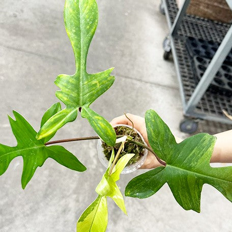 175265847391-Philodendron%20'Florida%20beauty'%20(variegata)%202.5''%20%E6%A4%8D%E6%A0%AA1.jpg